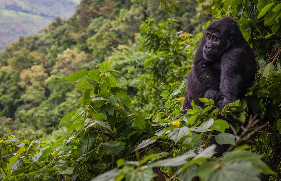 Mountain Gorillas