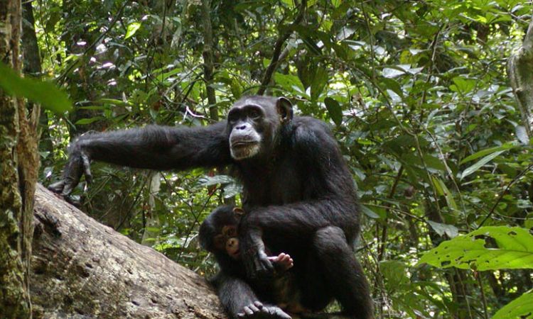 Differences Between Gorillas and Chimpanzees