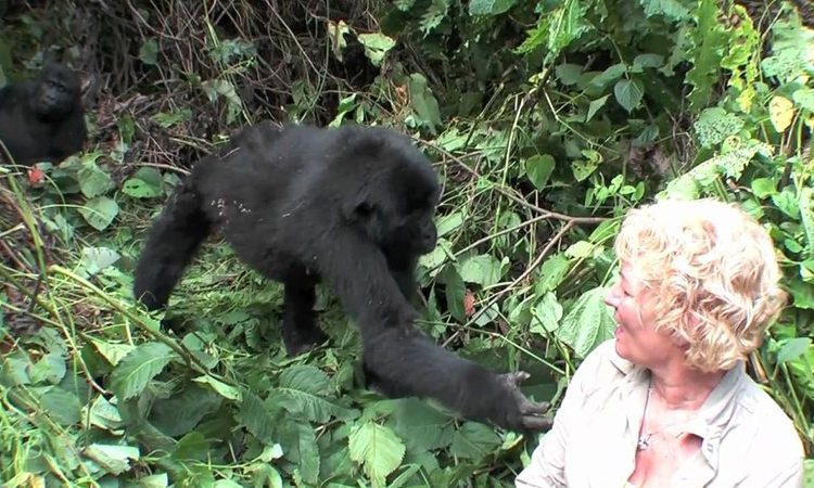 Gorilla Regions in Bwindi Forest Park