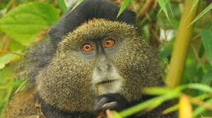 Golden Monkey Tracking