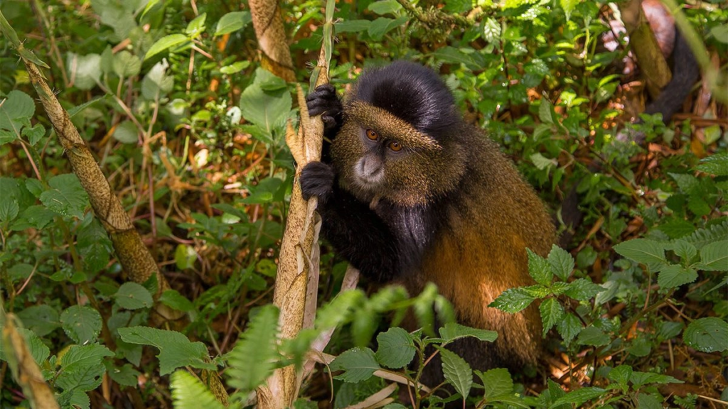 Golden Monkey Tracking