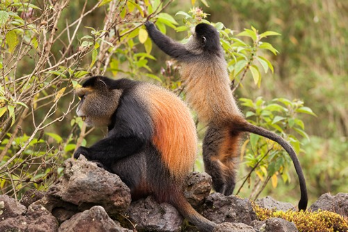 Golden Monkey Tracking