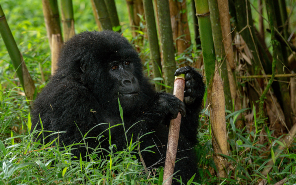 Mountain Gorilla Trekking