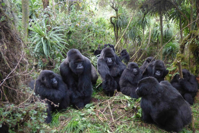 Bwindi Gorilla Trekking Safaris