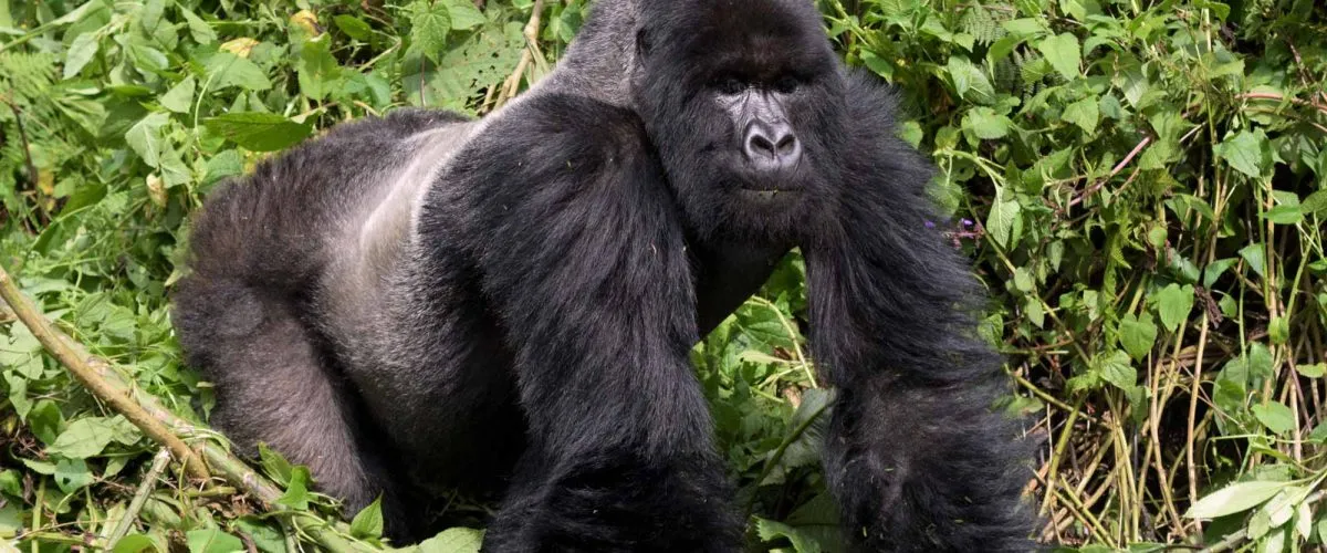 How Many Days Should i Spend on a Uganda Safaris