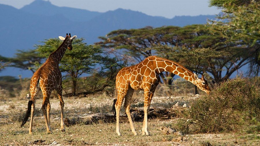 Queen Elizabeth National Park