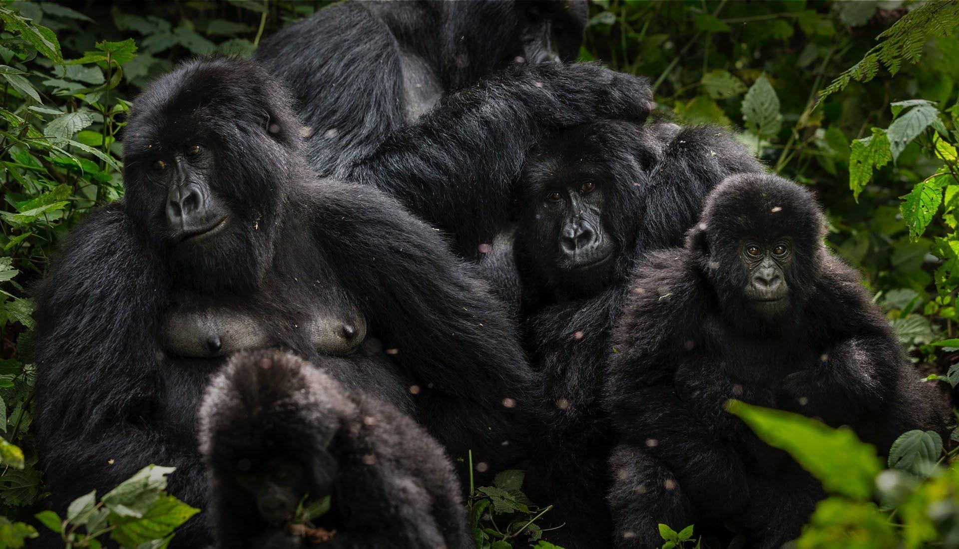 Agashya Gorilla Group