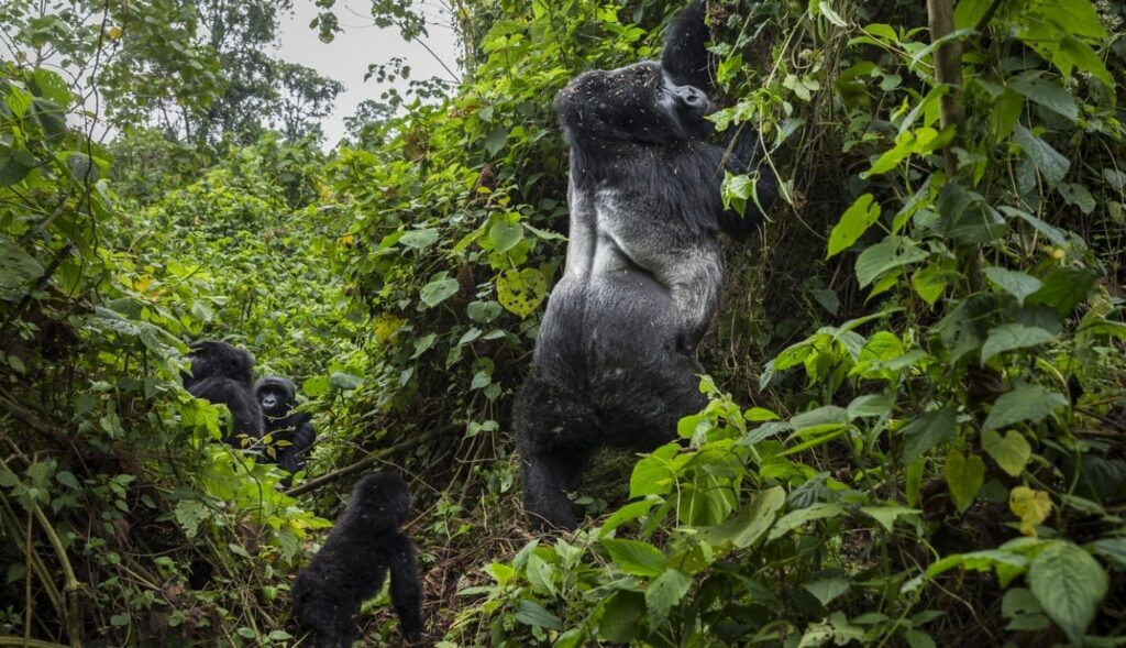 Mountain Gorilla Trekking