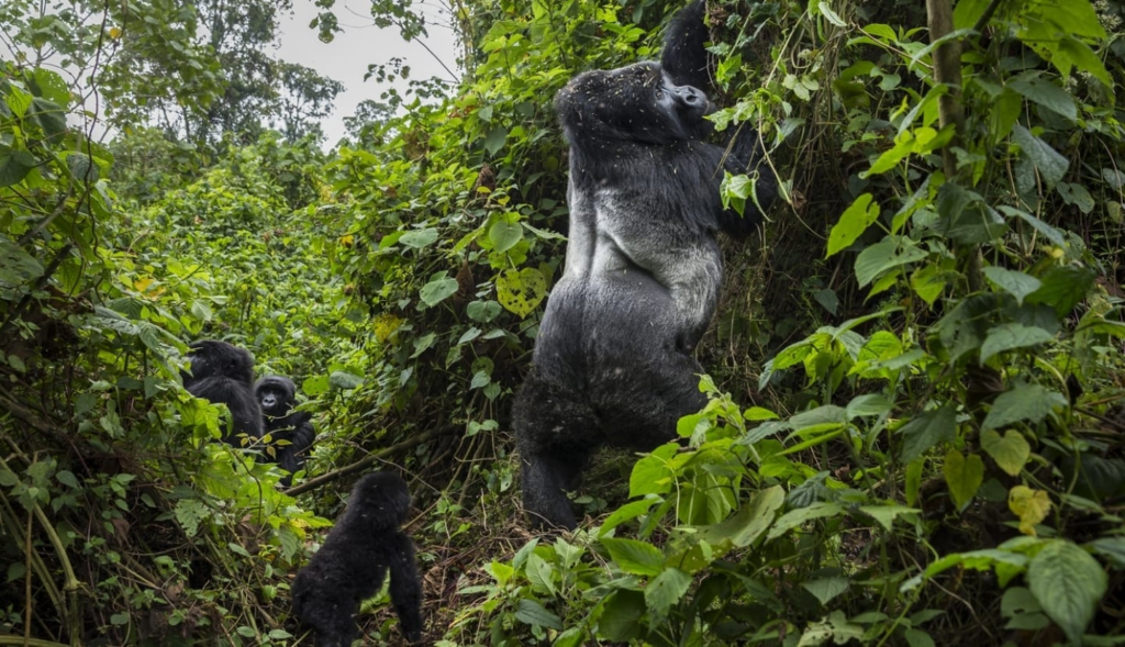 What Do Gorilla Do All Day