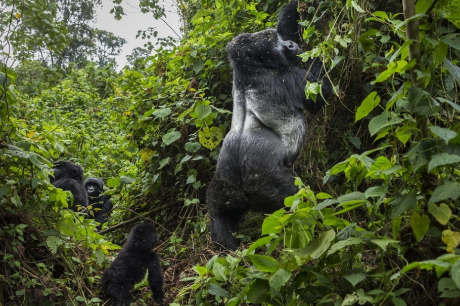 What Do Gorilla Do All Day