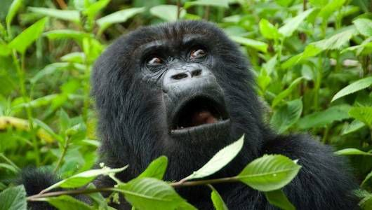 Cost of Gorilla Permits in Uganda, Rwanda & Congo