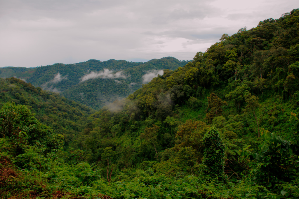 Why Bwindi Impenetrable National Park is a Must-Visit