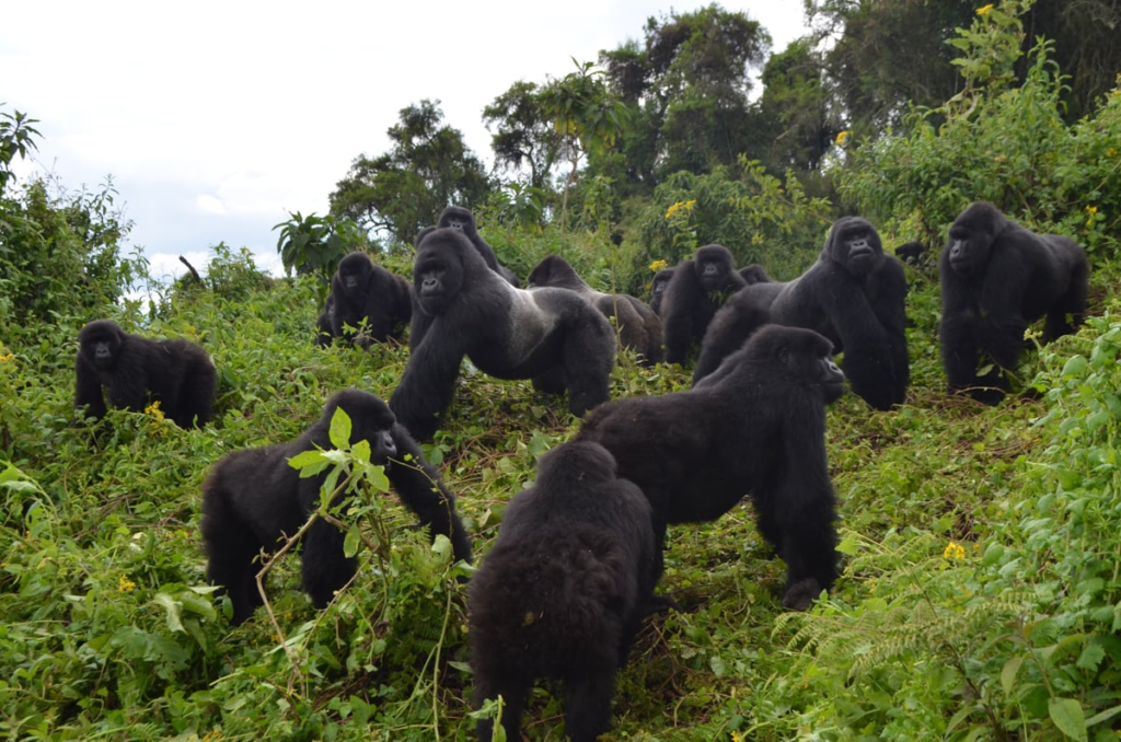 Gorilla Tracking in Uganda vs Rwanda