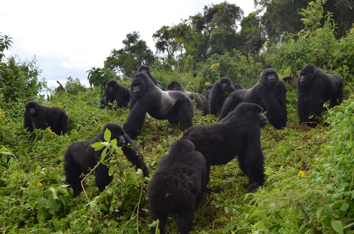 Gorilla Tracking in Uganda vs Rwanda