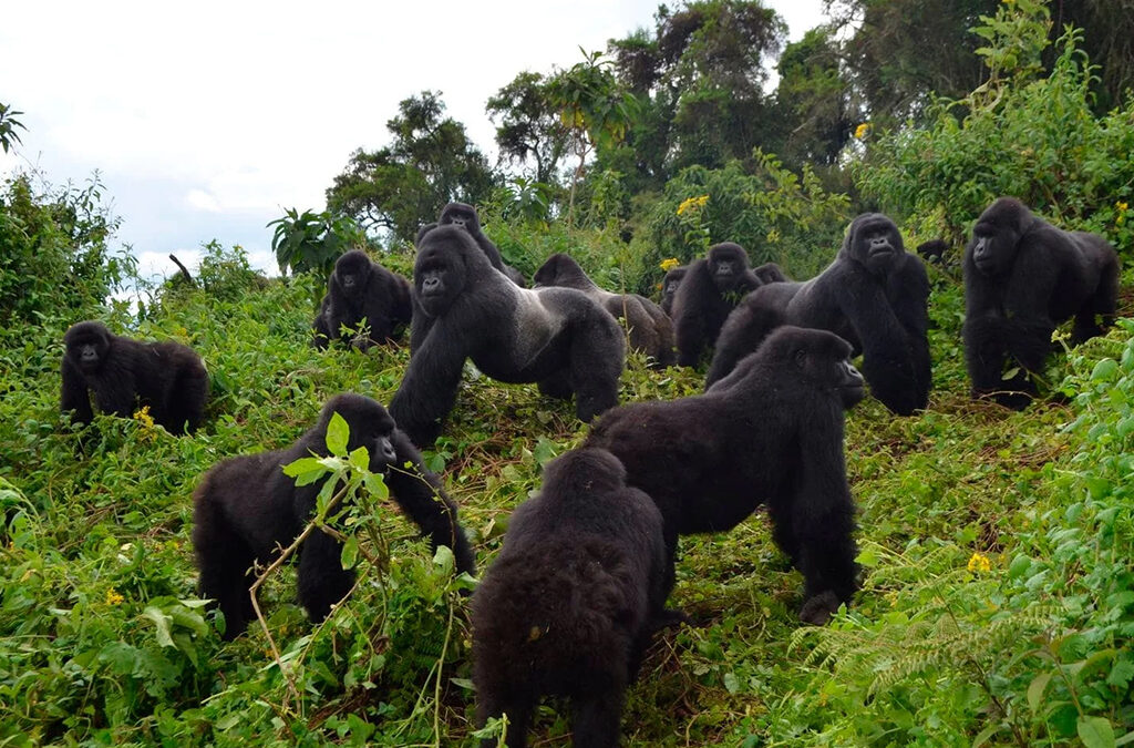 umubano gorilla family