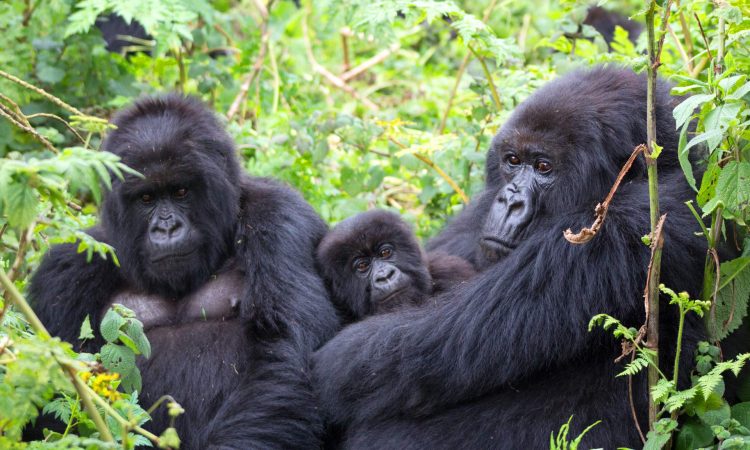 How Many Species of Gorillas Exist