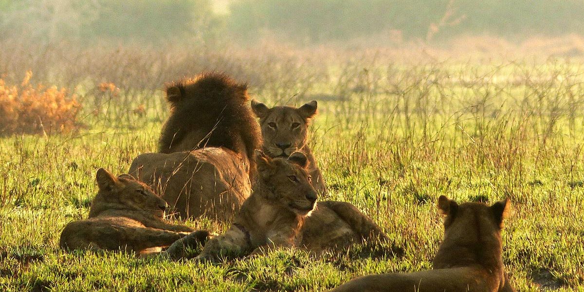 8 Days Uganda Primates Safari