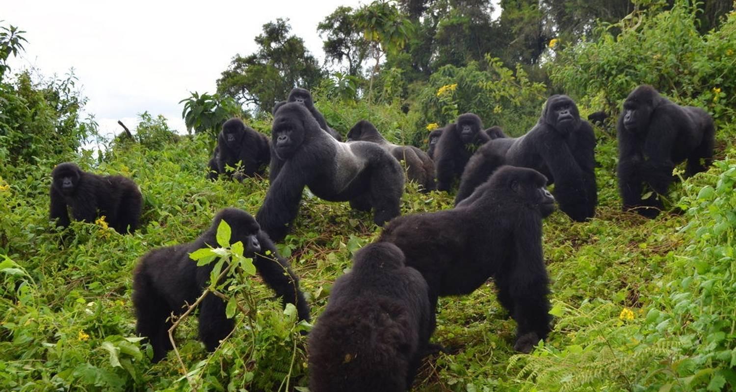 How Many Species of Gorillas Exist