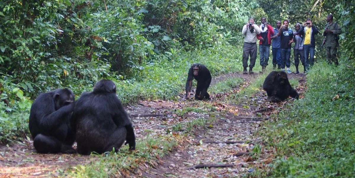 Kibale Forest National Park