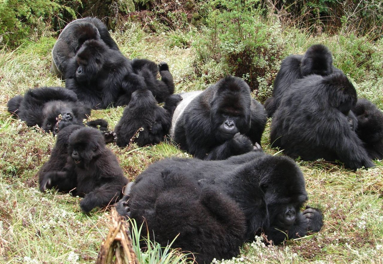 The Two Gorilla Species Explained