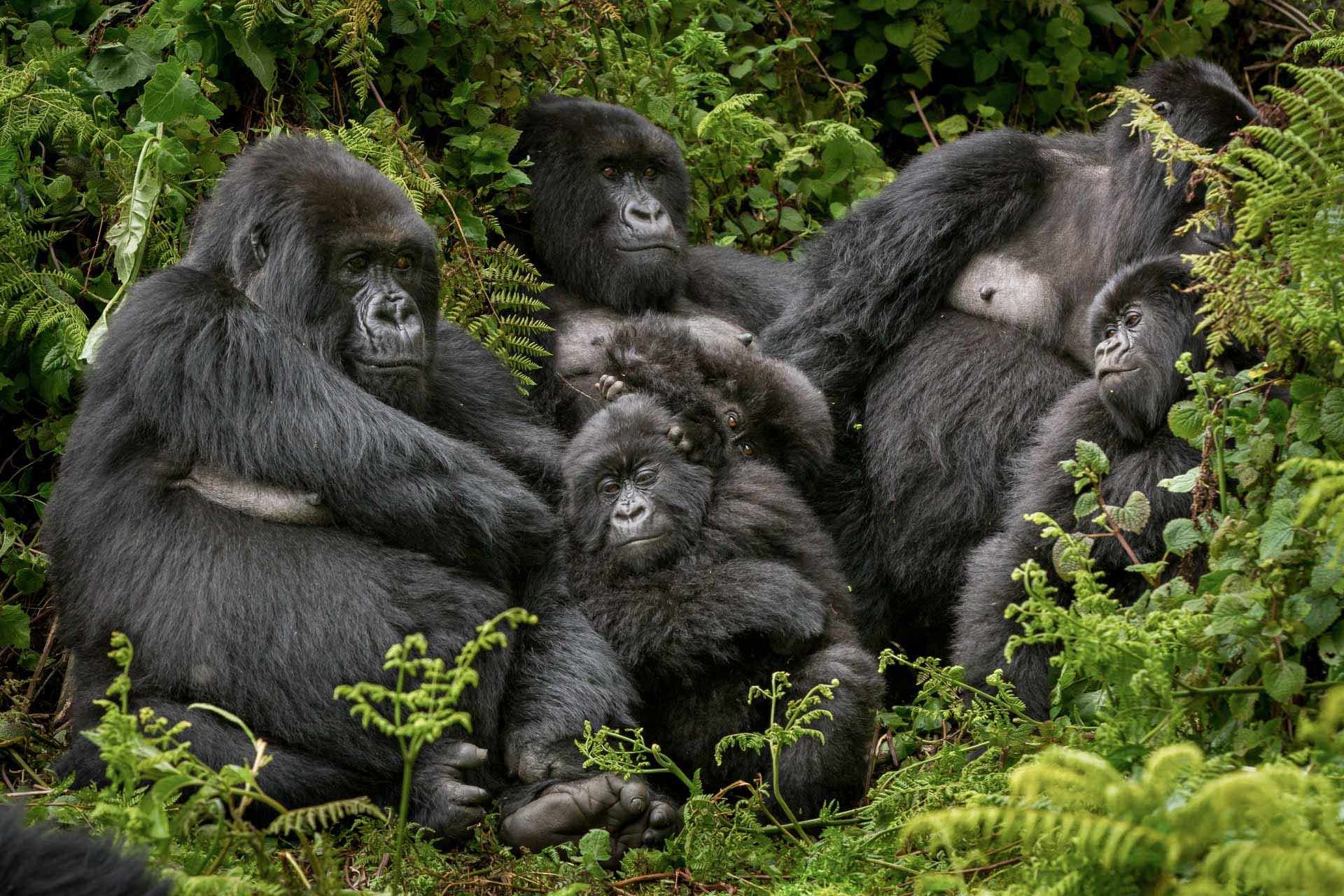 Where to See Gorillas in the Wild