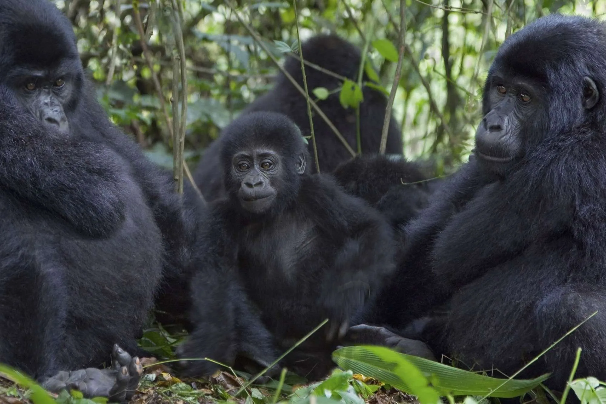 3Days Uganda Gorilla Flying Safari