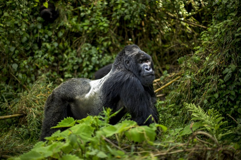 3 Days Uganda Gorilla Flying Safari