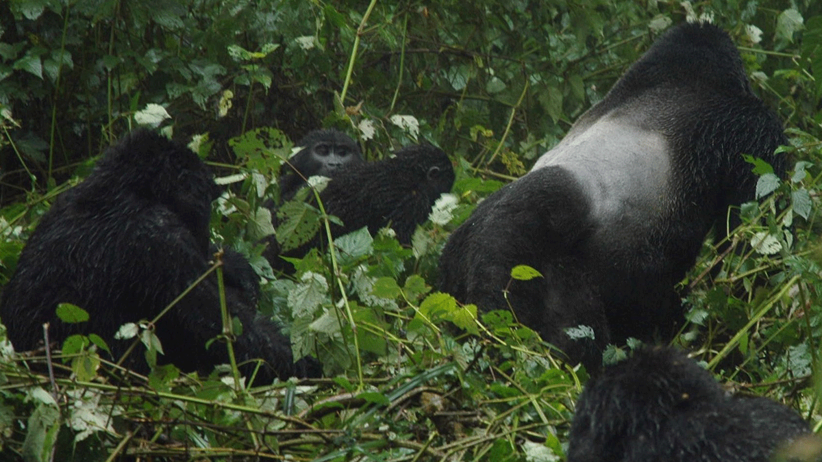 8 Days Uganda Primates Safari