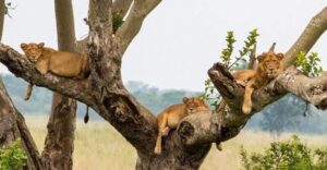 Tree-climbing lions in Queen Elizabeth National Park, Uganda