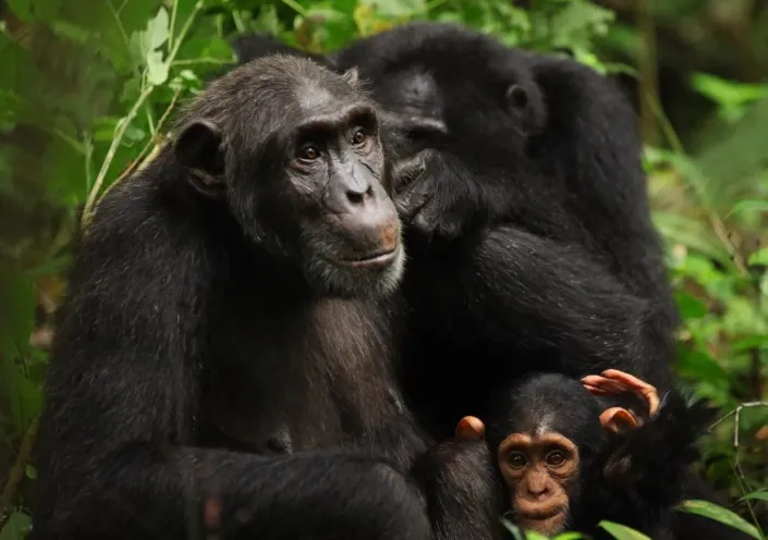 Chimpanzee Trekking in Rwanda & Uganda