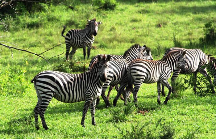 Queen Elizabeth National Park