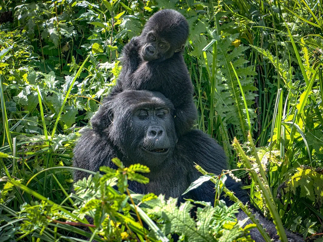 Uganda Wildlife Safaris