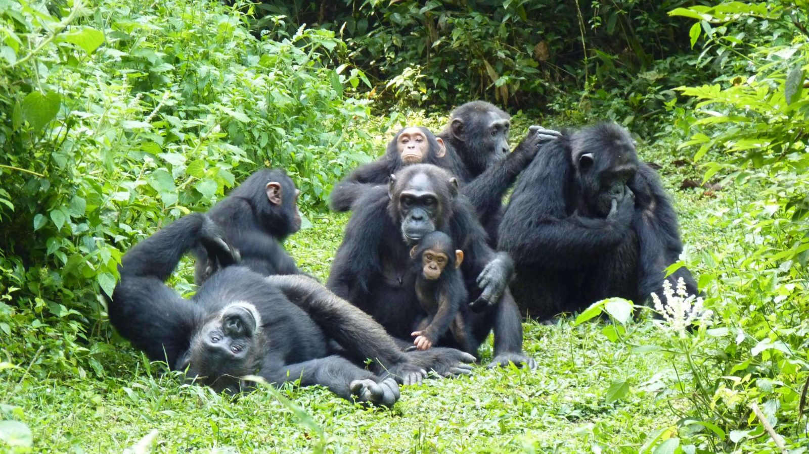 Chimpanzee Trekking in Rwanda & Uganda