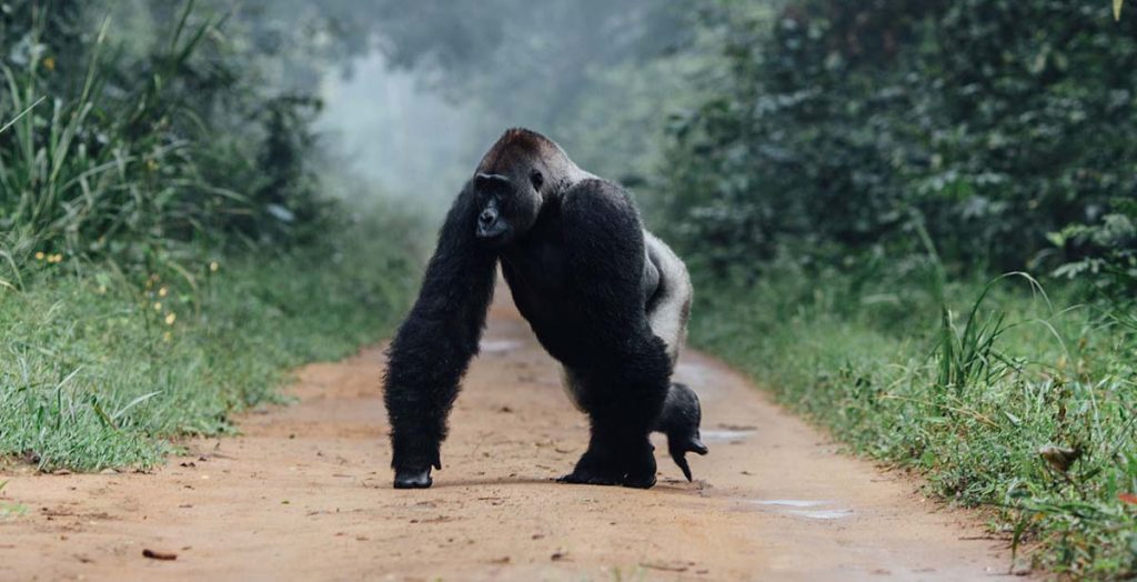 3 Days Congo Lowland Gorilla Safari