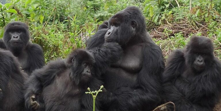umubano gorilla family