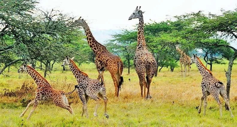 Uganda Wildlife Safaris