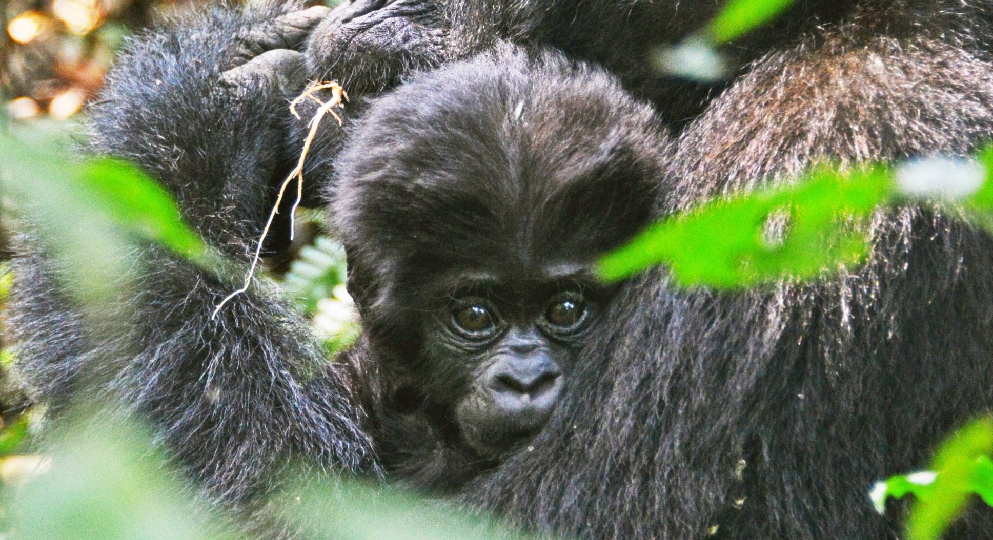 Gorilla Permits & Costs: Everything You Need to Know
