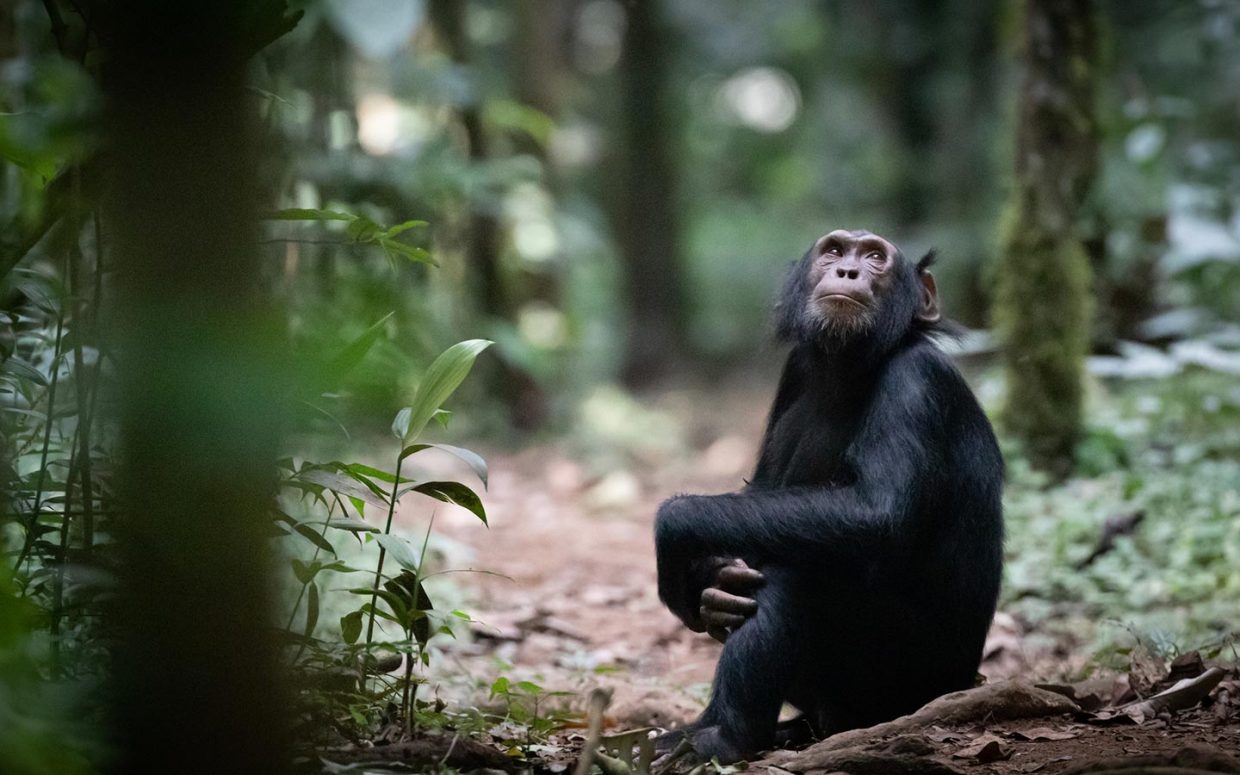 Chimpanzee Trekking vs. Gorilla Trekking: Key Differences for 2026 Travelers