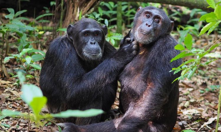 Best Time for Chimpanzee Trekking in Uganda & Rwanda (2026 Seasonal Guide)