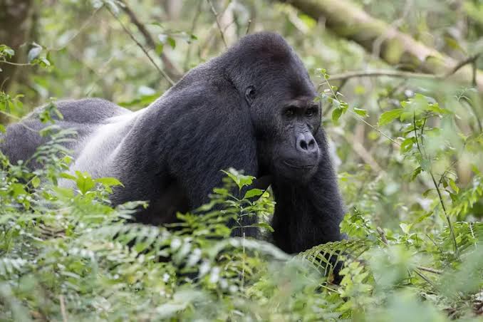 Mountain Gorilla Trekking in Rwanda & Uganda