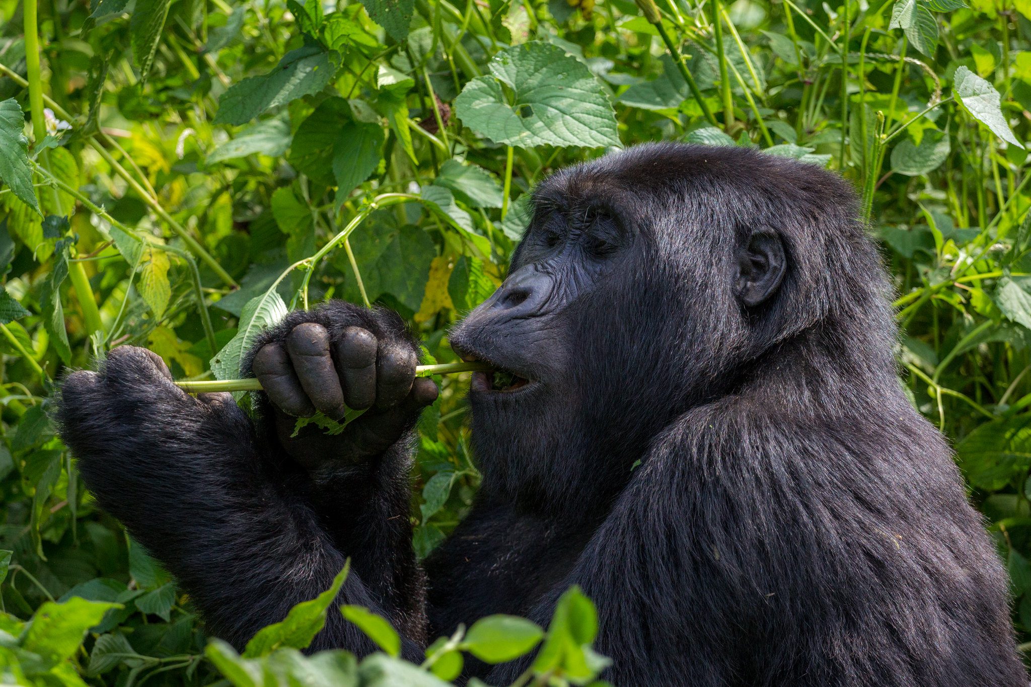 Congo Gorilla Permit Cost