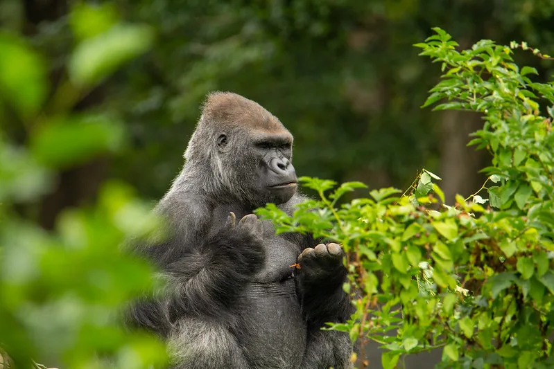 Congo vs Uganda vs Rwanda: Gorilla Permit Cost Comparison