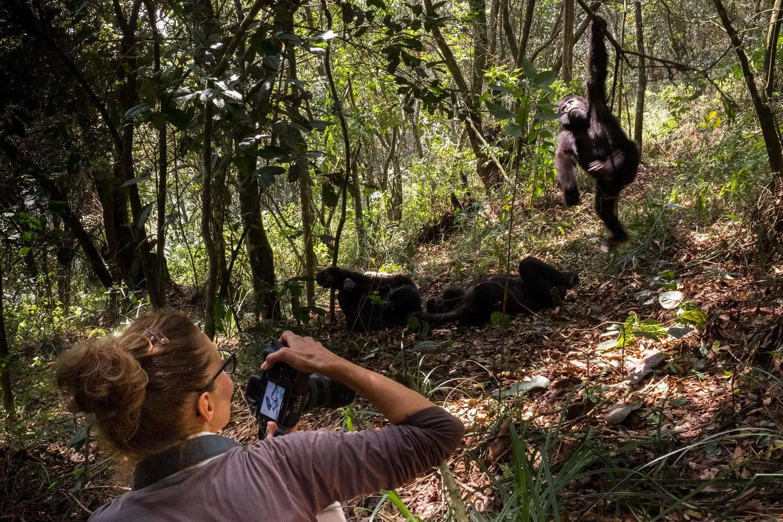 Gorilla Permits Cost in Uganda Rwanda and DRC