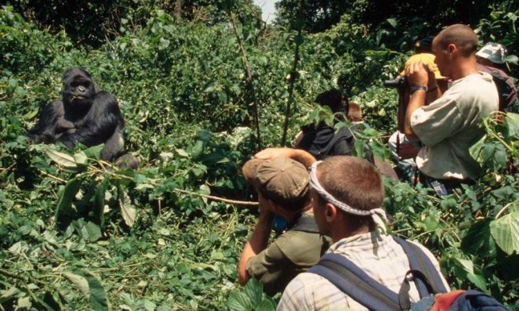 4 Days Uganda Gorillas & Lake Bunyonyi