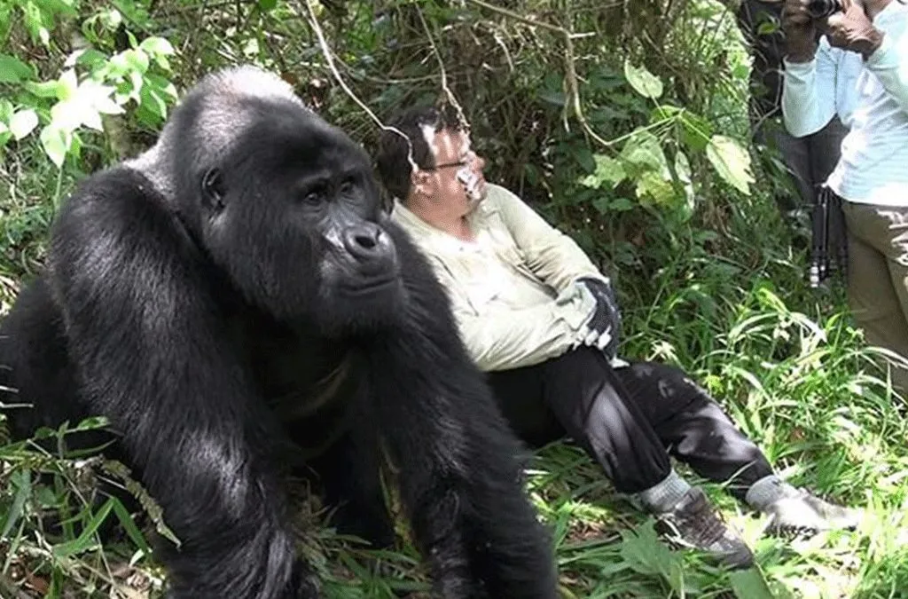 Gorilla Trekking in Bwindi Impenetrable Park