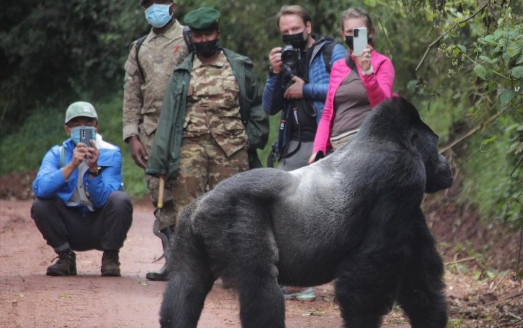 What Is Bwindi Impenetrable National Park?