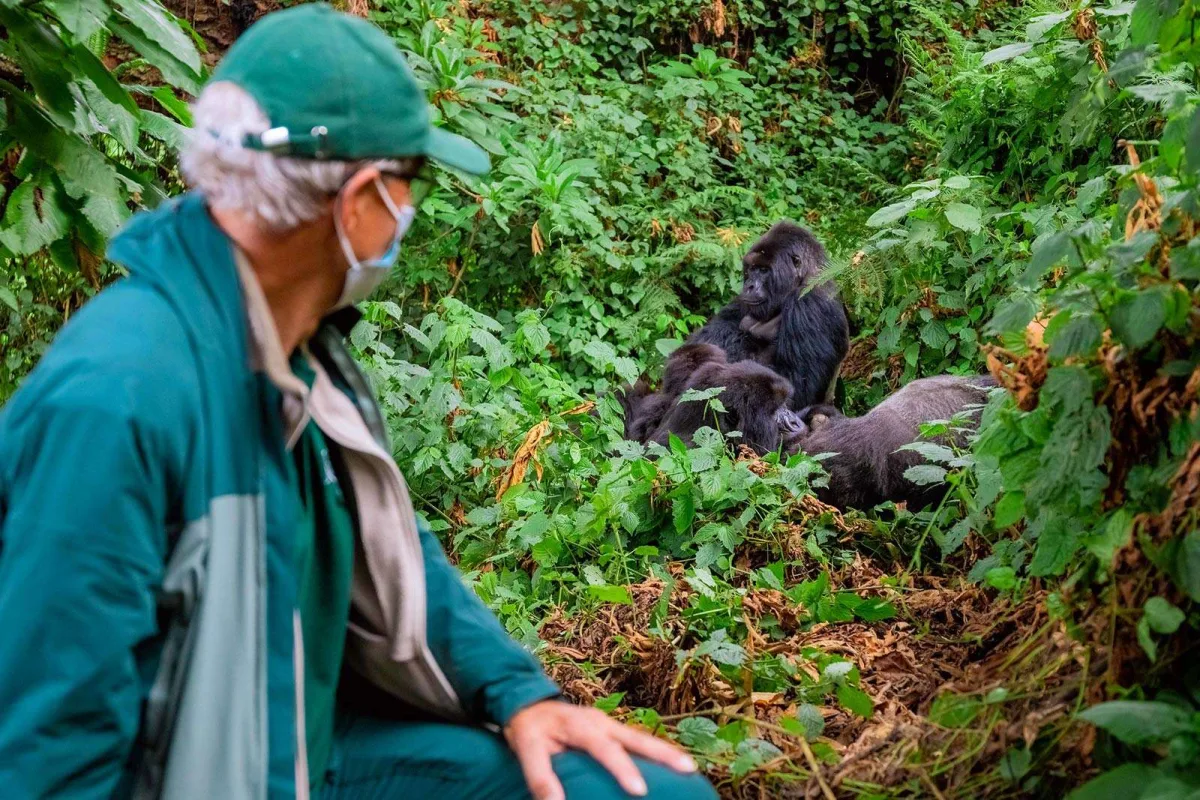 Gorilla Trekking in Bwindi Impenetrable Park