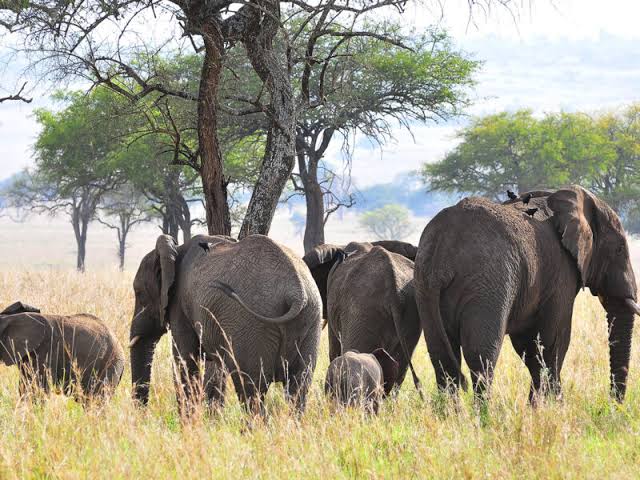 Uganda Wildlife Safaris