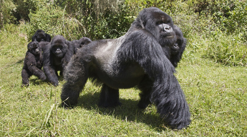 Congo Gorilla Permit Cost