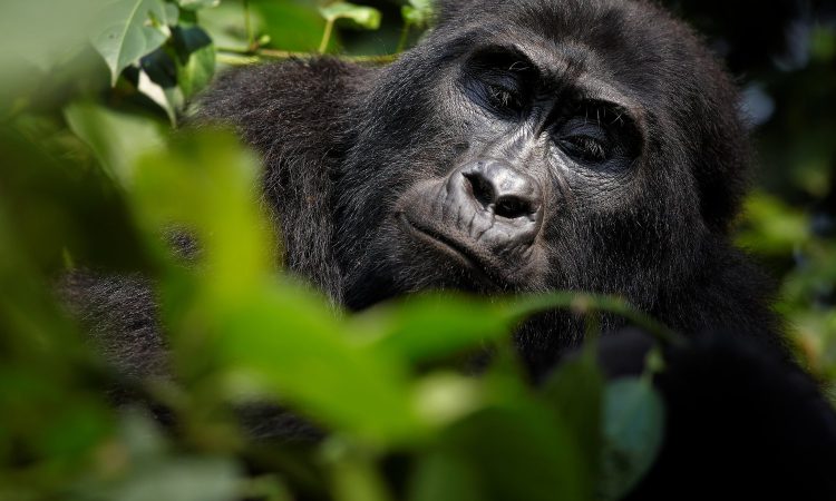 How to Get to Virunga National Park
